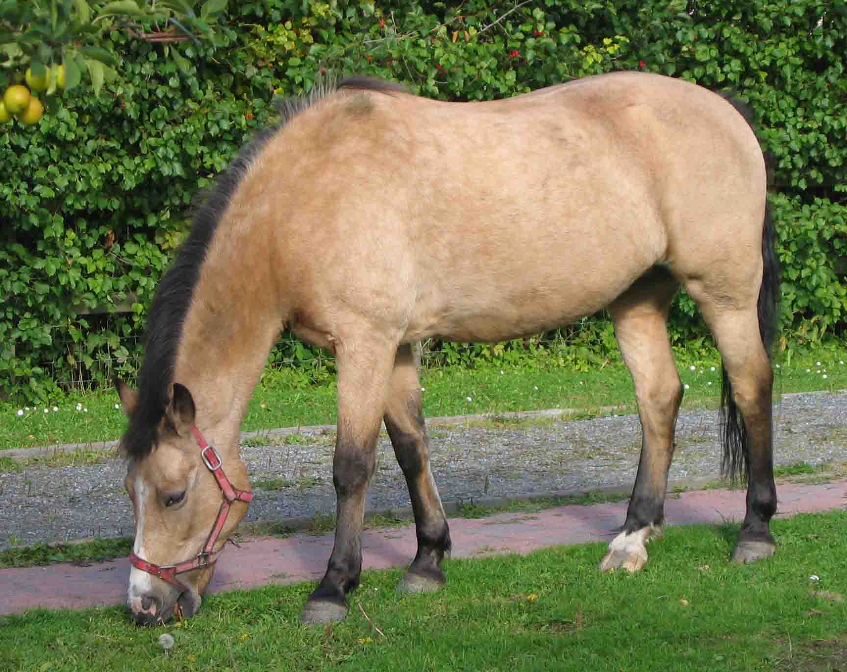 PONEI NEW FOREST